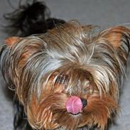 Yorkshire terrier Sofie