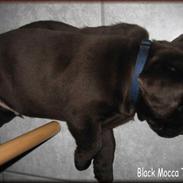 Labrador retriever black-mocca tippoo