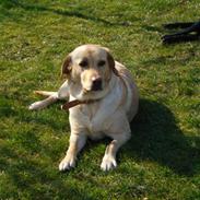 Labrador retriever Tinke Af Frihedsminde.