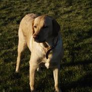 Labrador retriever Tinke Af Frihedsminde.