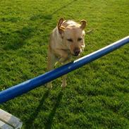 Labrador retriever Tinke Af Frihedsminde.