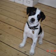 Dansk svensk gaardhund Oskar