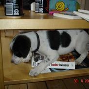 Dansk svensk gaardhund Oskar