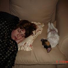 Jack russell terrier Knud