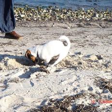 Jack russell terrier Knud