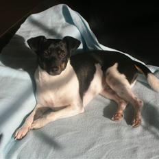 Dansk svensk gaardhund Tego