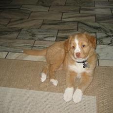 Nova scotia duck tolling retriever Molly