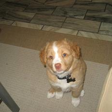 Nova scotia duck tolling retriever Molly