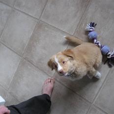 Nova scotia duck tolling retriever Molly