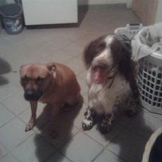 Engelsk springer spaniel sylle