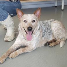 Australsk cattledog zuki