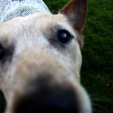 Australsk cattledog zuki