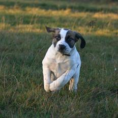 Blanding af racer Baby