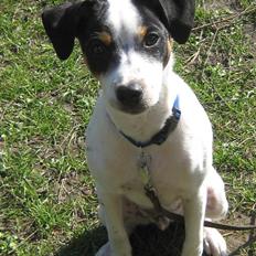 Dansk svensk gaardhund Mikey