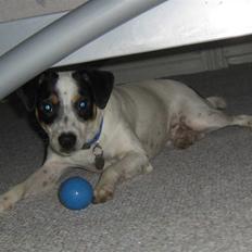 Dansk svensk gaardhund Mikey