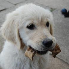 Golden retriever Malou