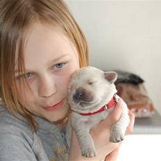 Golden retriever Malou