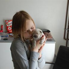 Golden retriever Malou