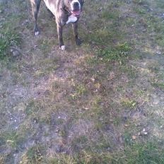 Amerikansk staffordshire terrier Shira