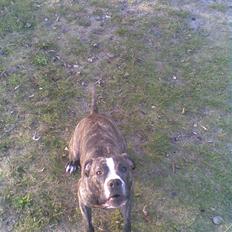 Amerikansk staffordshire terrier Shira