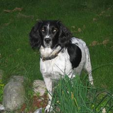 Engelsk springer spaniel Freia <3
