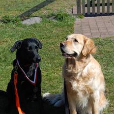 Blanding af racer Fie