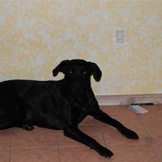 Blanding af racer Fie