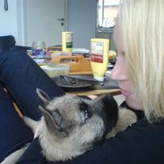 Cairn terrier charlie