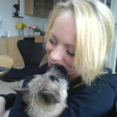 Cairn terrier charlie