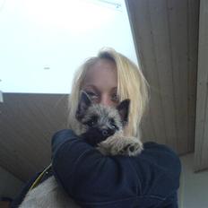 Cairn terrier charlie