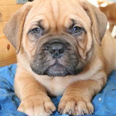 Dogue de bordeaux Bob