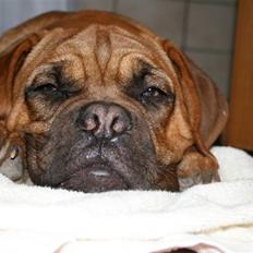 Dogue de bordeaux Bob