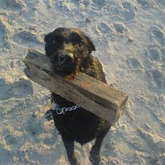 Labrador retriever Mickey (formel 1) R.I.P.