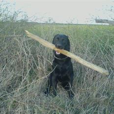 Labrador retriever Mickey (formel 1) R.I.P.