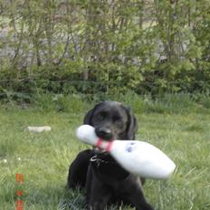 Labrador retriever Mickey (formel 1) R.I.P.