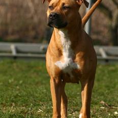 Amerikansk staffordshire terrier Chico