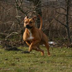 Amerikansk staffordshire terrier Chico