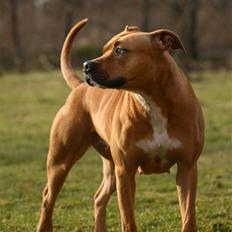 Amerikansk staffordshire terrier Chico