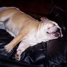 Engelsk bulldog Rosa