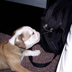 Engelsk bulldog Rosa