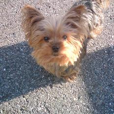 Yorkshire terrier Tabsi <3 