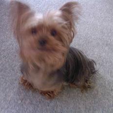 Yorkshire terrier Tabsi <3 