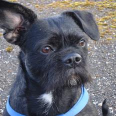 Blanding af racer Molly