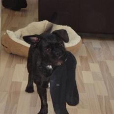 Blanding af racer Molly