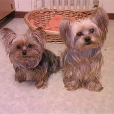 Yorkshire terrier Tabsi <3 