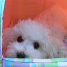 Bichon à poil frisé Oline(tinghøjs francisca)