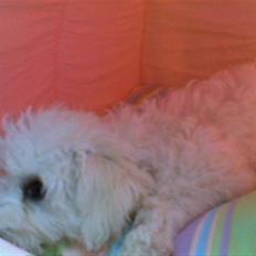 Bichon à poil frisé Oline(tinghøjs francisca)