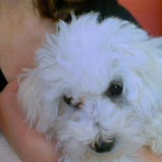 Bichon à poil frisé Oline(tinghøjs francisca)