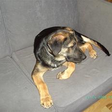 Blanding af racer Enzo R.I.P MIN DRENG