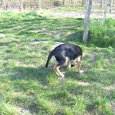 Blanding af racer Enzo R.I.P MIN DRENG